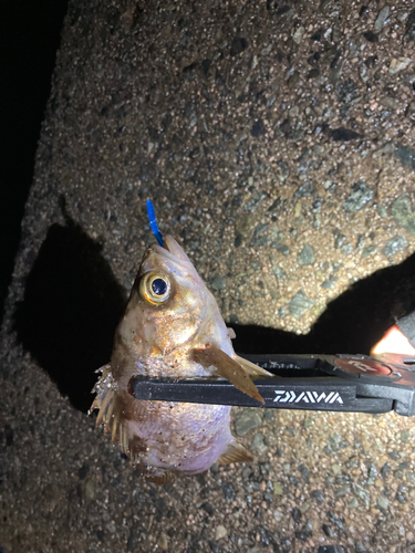 メバルの釣果