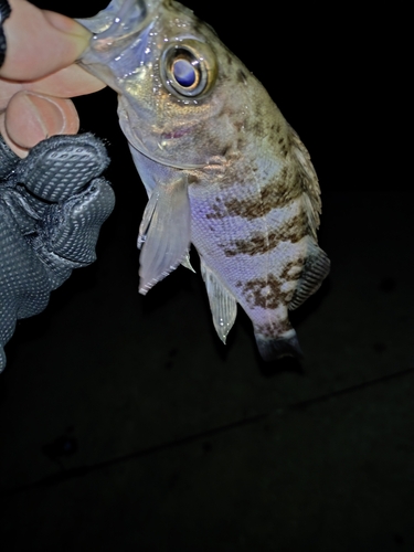 シロメバルの釣果