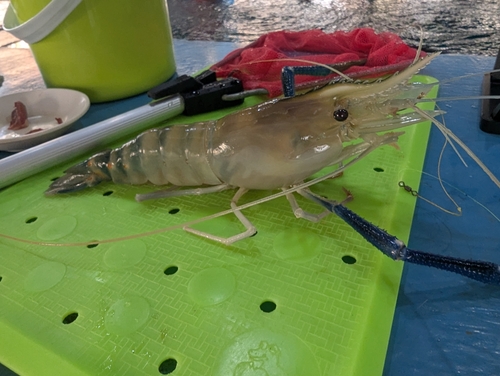 オニテナガエビの釣果