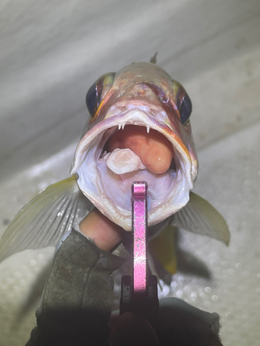 ニセクロホシフエダイの釣果