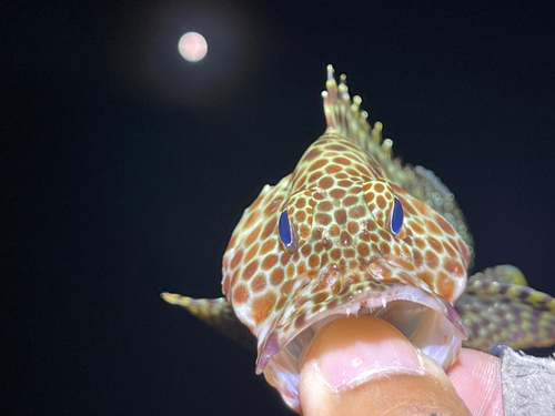 カンモンハタの釣果