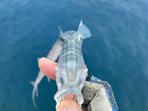 アオヤガラの釣果