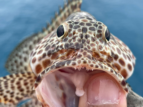 カンモンハタの釣果