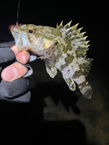 タケノコメバルの釣果