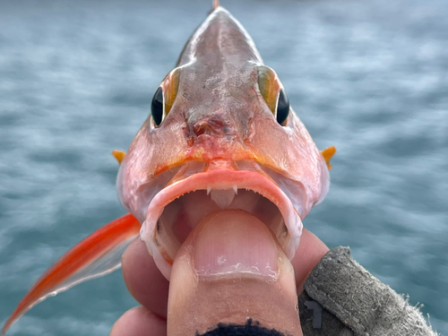 ヒメフエダイの釣果