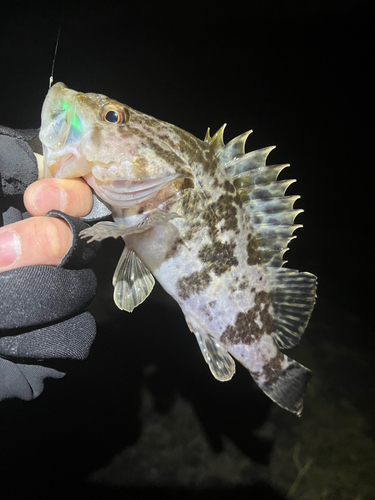 タケノコメバルの釣果