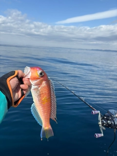 アマダイの釣果