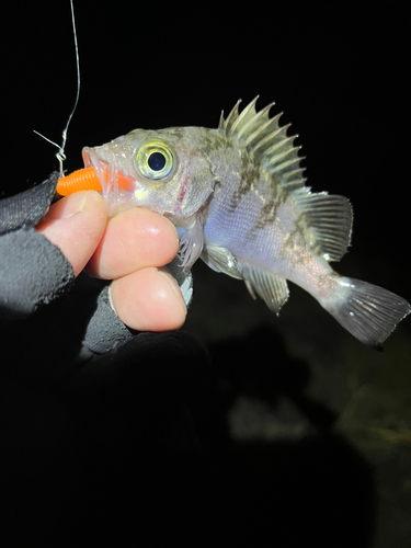 メバルの釣果