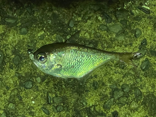 ミナミハタンポの釣果