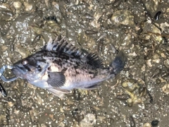 クロソイの釣果