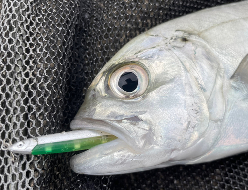 メッキの釣果