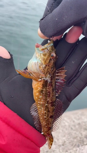 アナハゼの釣果