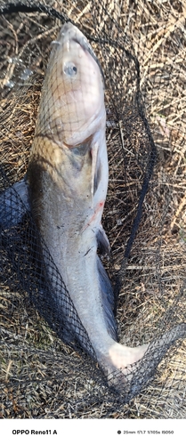 アメリカナマズの釣果