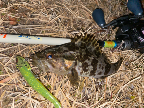 タケノコメバルの釣果