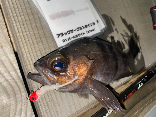 メバルの釣果