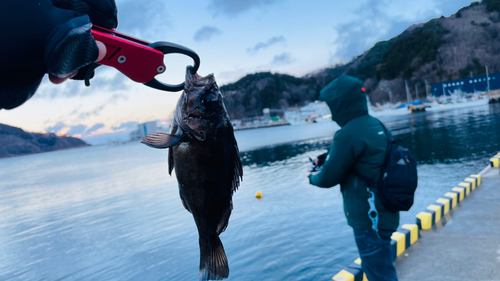 アカメバルの釣果