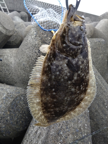 ヒラメの釣果