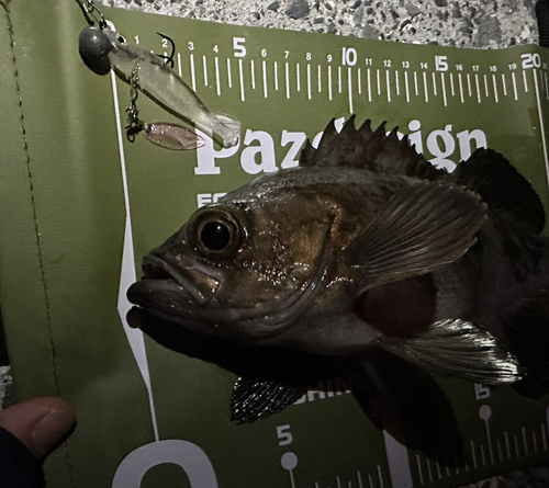 メバルの釣果