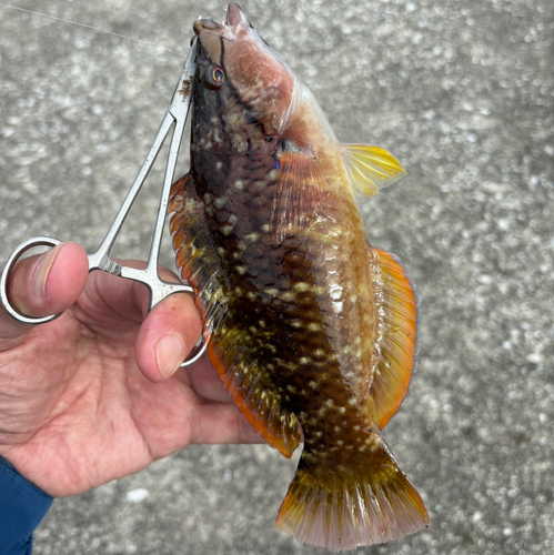 ホシササノハベラの釣果