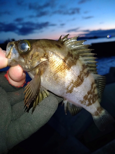 メバルの釣果