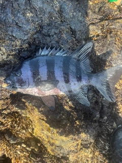 イシダイの釣果