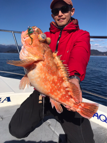 ウッカリカサゴの釣果