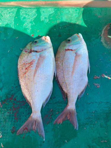 チダイの釣果