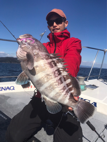 マハタの釣果