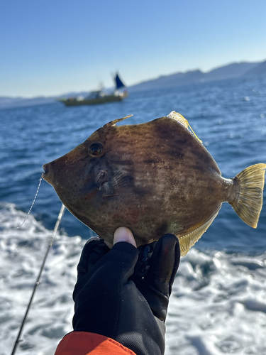 カワハギの釣果