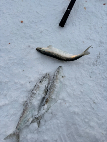 ニシンの釣果