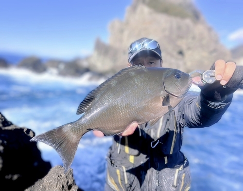 オナガグレの釣果