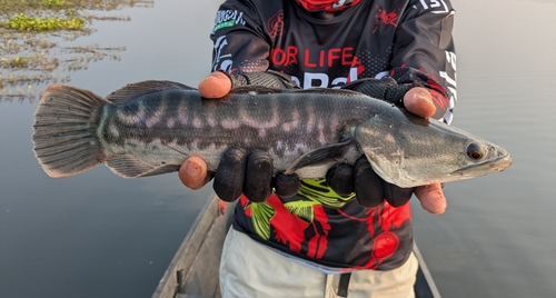 チャドーの釣果