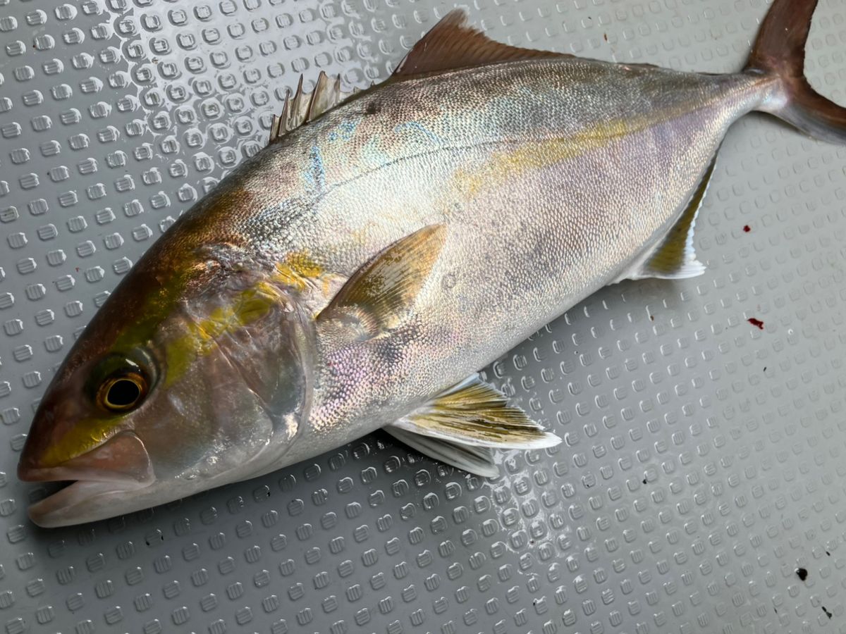 ANGLERS 遠藤さんの釣果 1枚目の画像