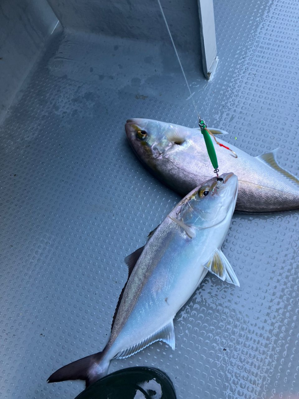 ANGLERS 遠藤さんの釣果 2枚目の画像