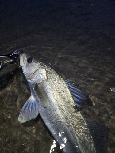 スズキの釣果