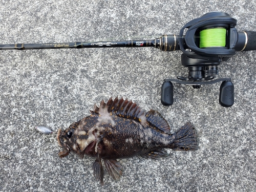 オウゴンムラソイの釣果