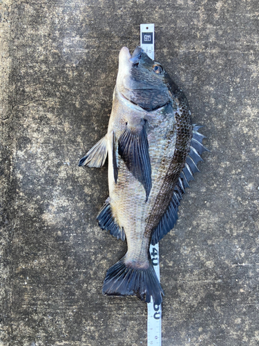 クロダイの釣果