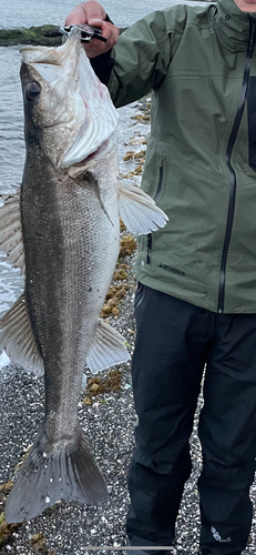 スズキの釣果