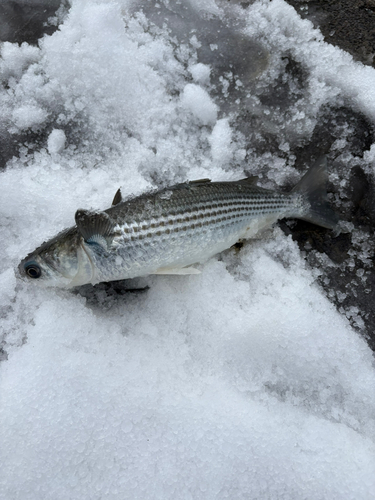 ボラの釣果