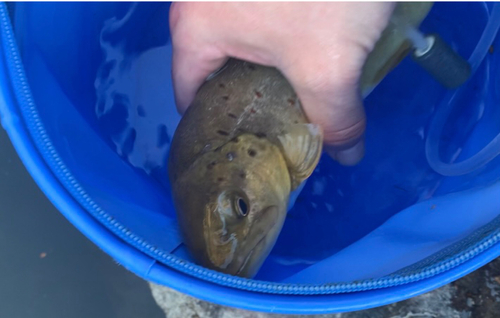 ブラウントラウトの釣果