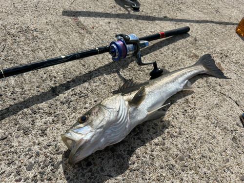 フッコ（マルスズキ）の釣果