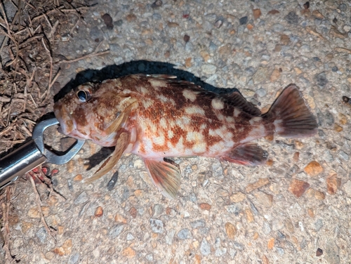 カサゴの釣果