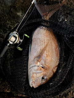 タイの釣果