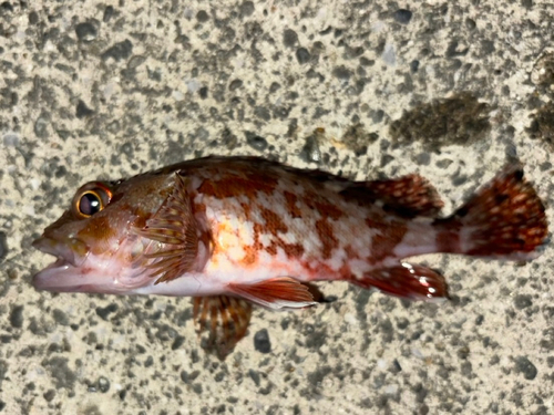 カサゴの釣果