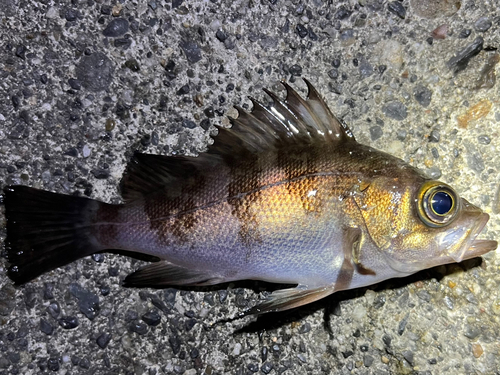 メバルの釣果