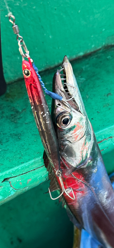 タチウオの釣果