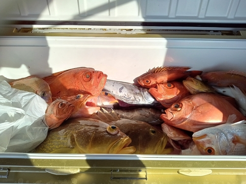 チカメキントキの釣果