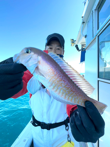 シロアマダイの釣果