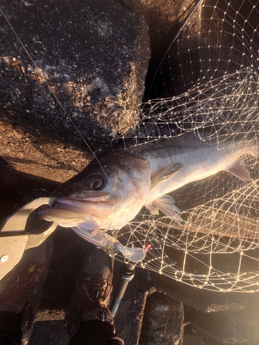 スズキの釣果