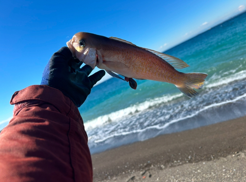 シロアマダイの釣果